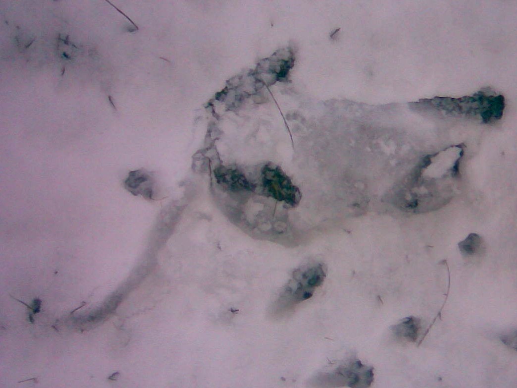 Kilos Abdruck im Schnee