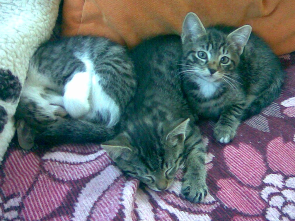 Kilo, Fee und Ronny, von links nach rechts