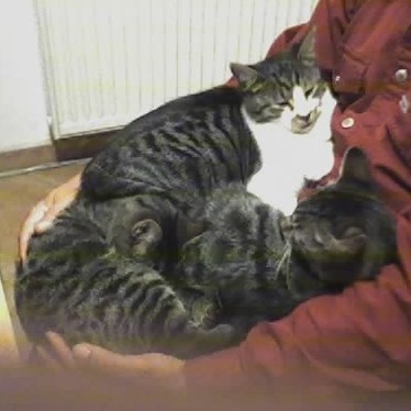 Kilo, Ronny und Fee auf einmal im Arm