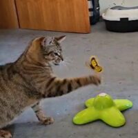 Vorschaubild Film neues Spielzeug von Rambo und Simba