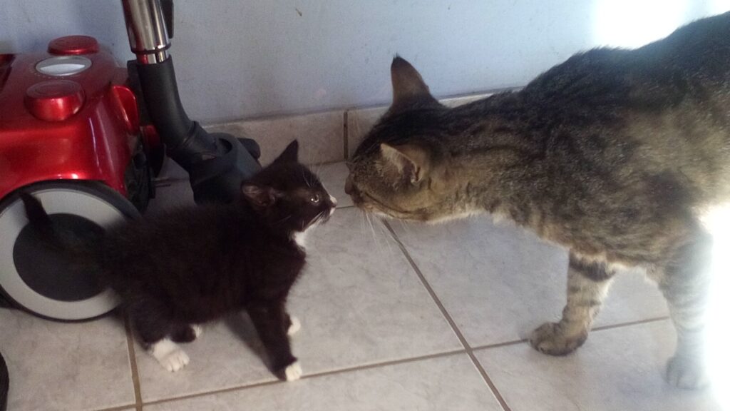 Devil und Lucky, manchmal hat auch der Große was zu sagen