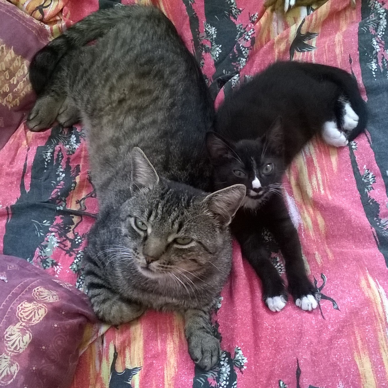 Devil und Lucky, unzertrennlich