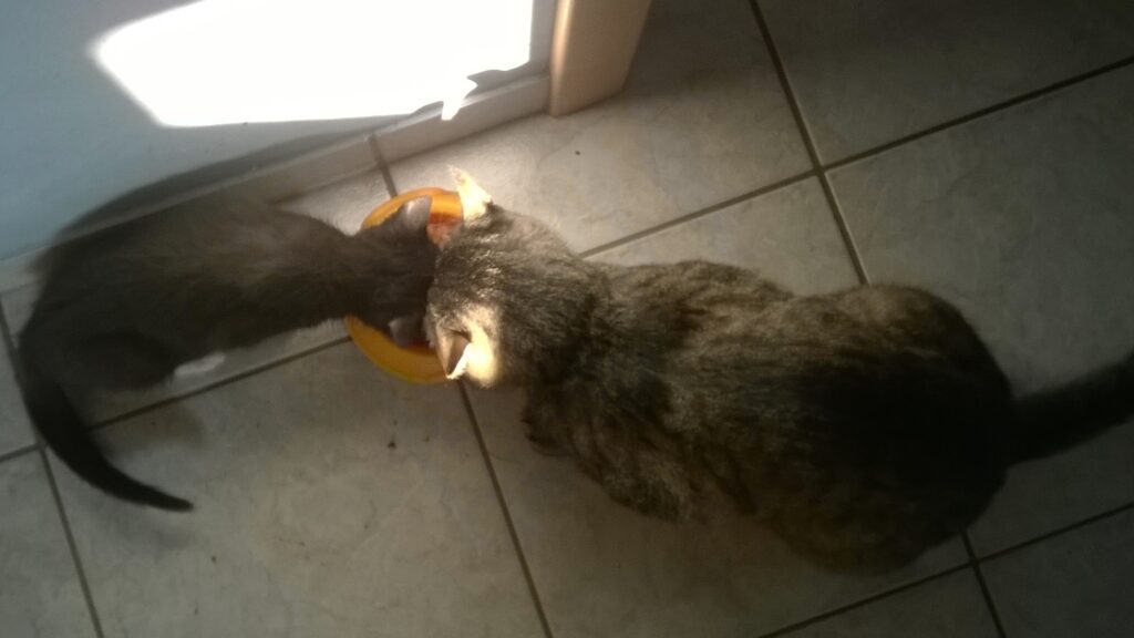 Devil und Lucky essen aus einem Napf