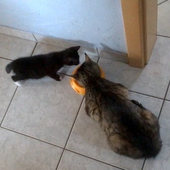 Lucky und Devil gemeinsam am Napf