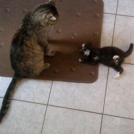 Lucky und Devil spielen