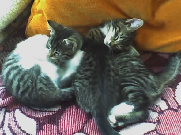 Kilo, Ronny und Fee auf der Couch