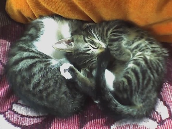Kilo und Ronny auf der Couch