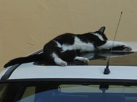 Minka auf dem Autodach