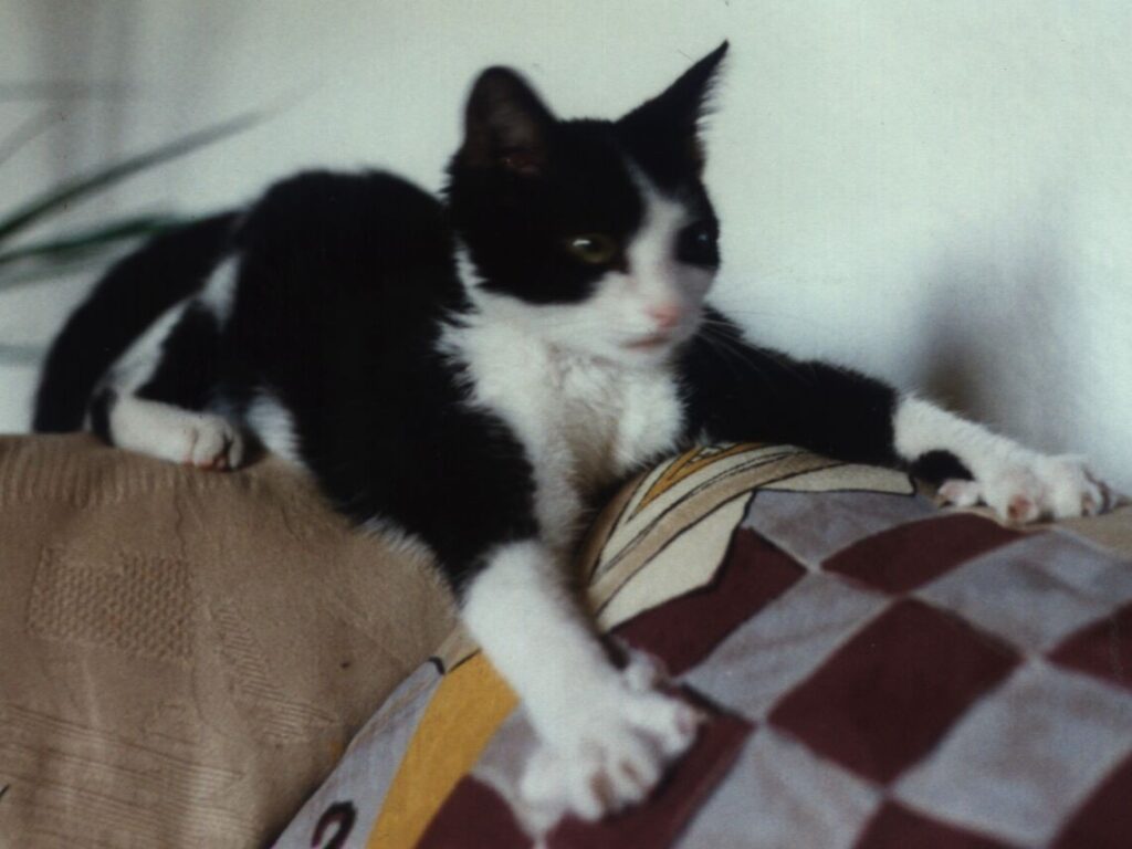 Minka auf der Couch