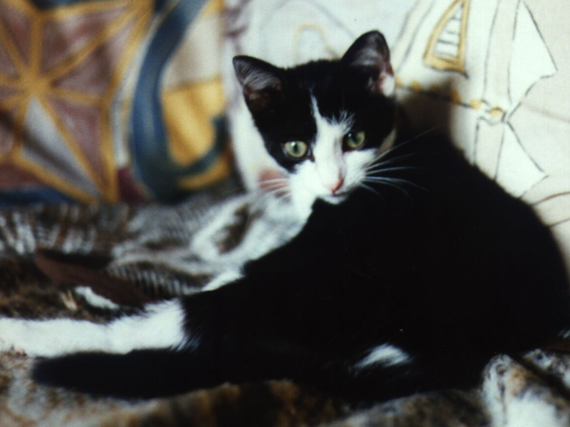 Minka auf der Couch