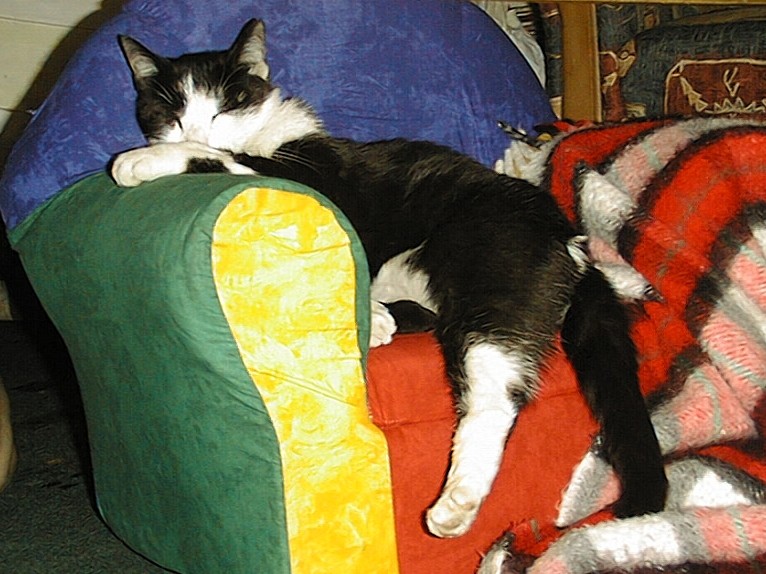 Minka auf dem Minisessel