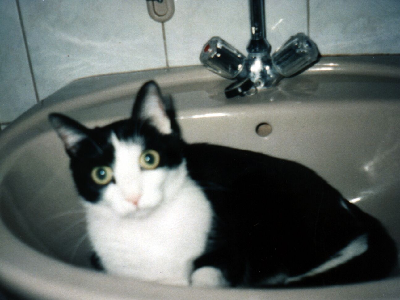 Minka im Waschbecken