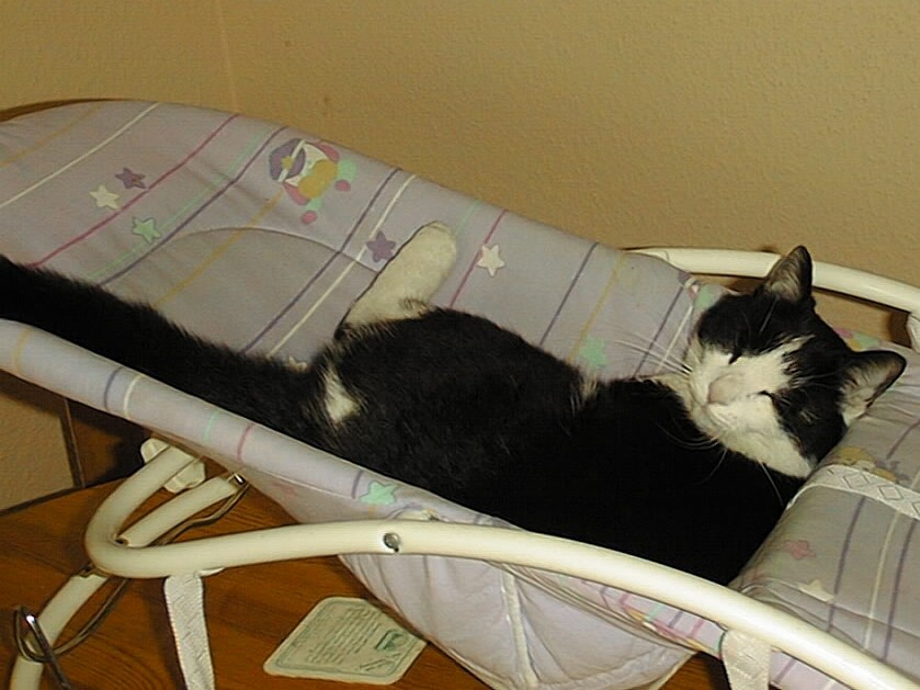 Minka in der Babywippe