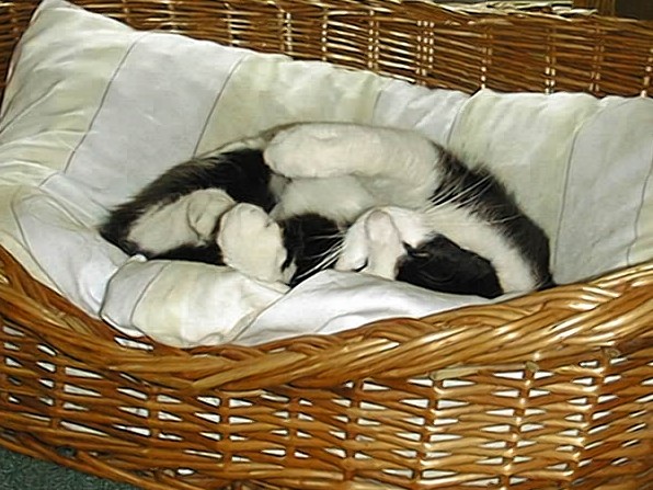 Minka im Körbchen
