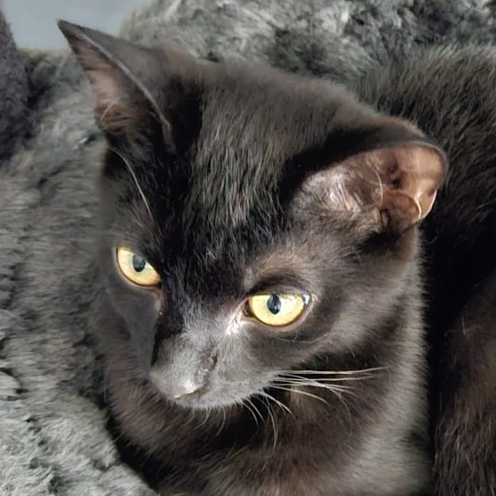 Porträtfoto Rambo