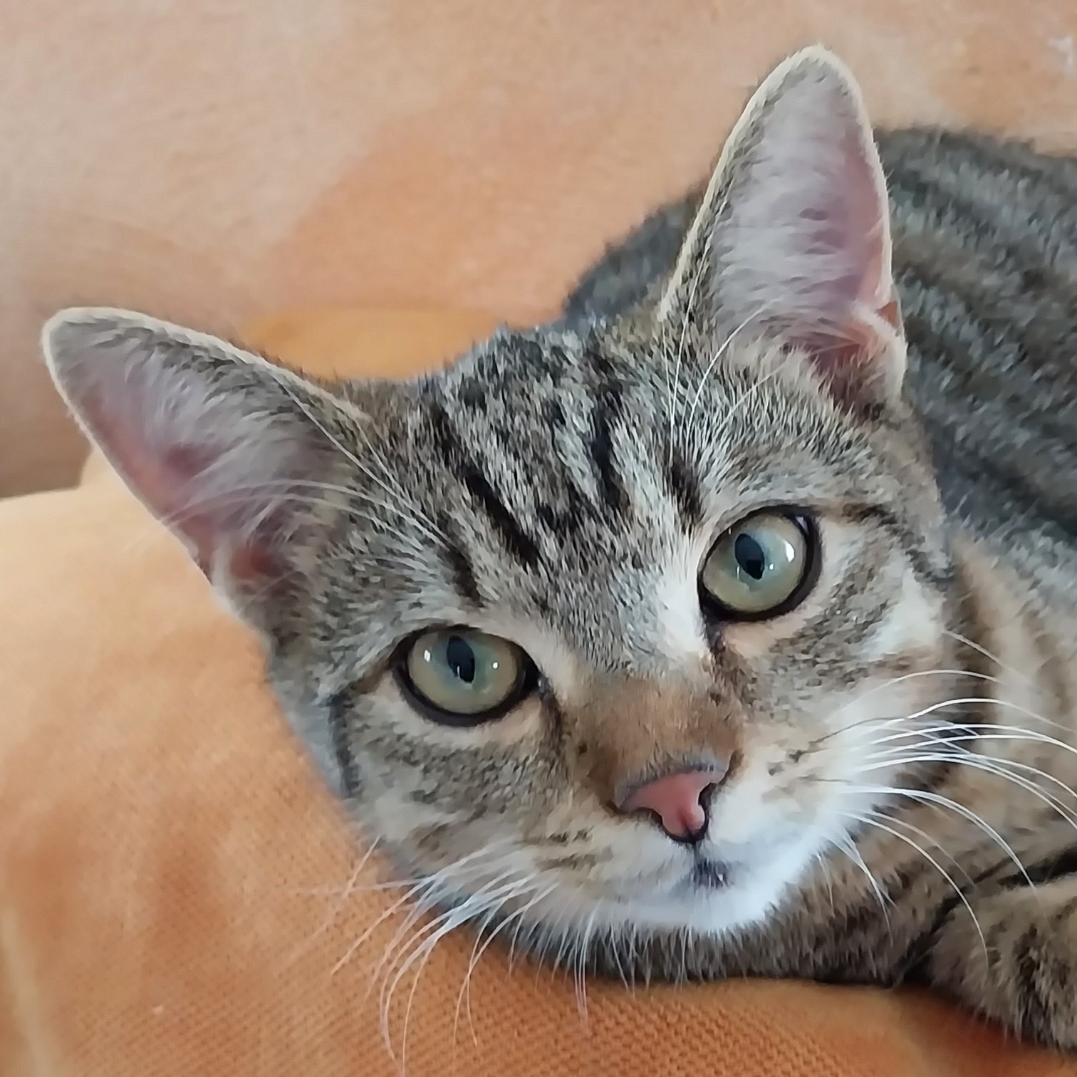 Porträtfoto Rocky