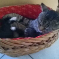 Devil und Lucky im Korb