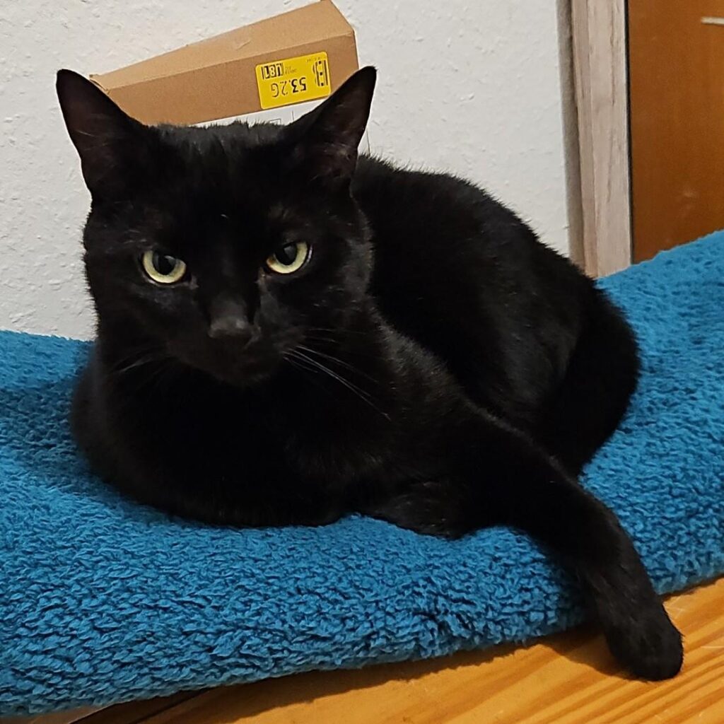 Rambo schaut wie Ohnezahn