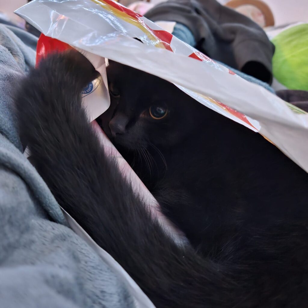 Rambo spielt verstecken