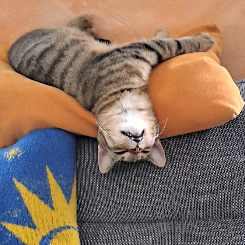 Rocky als Fledermaus