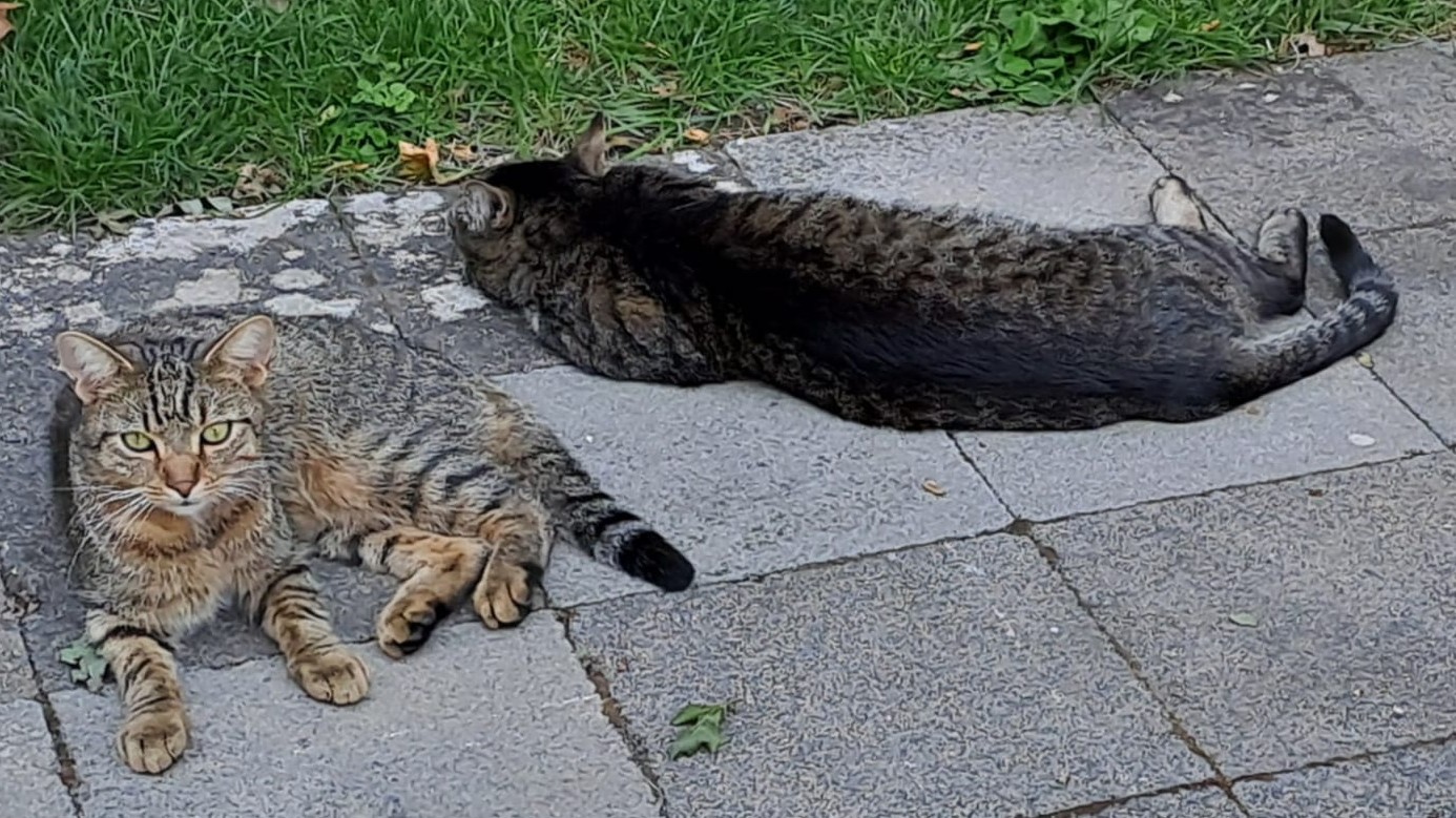 Rocky und Lucky