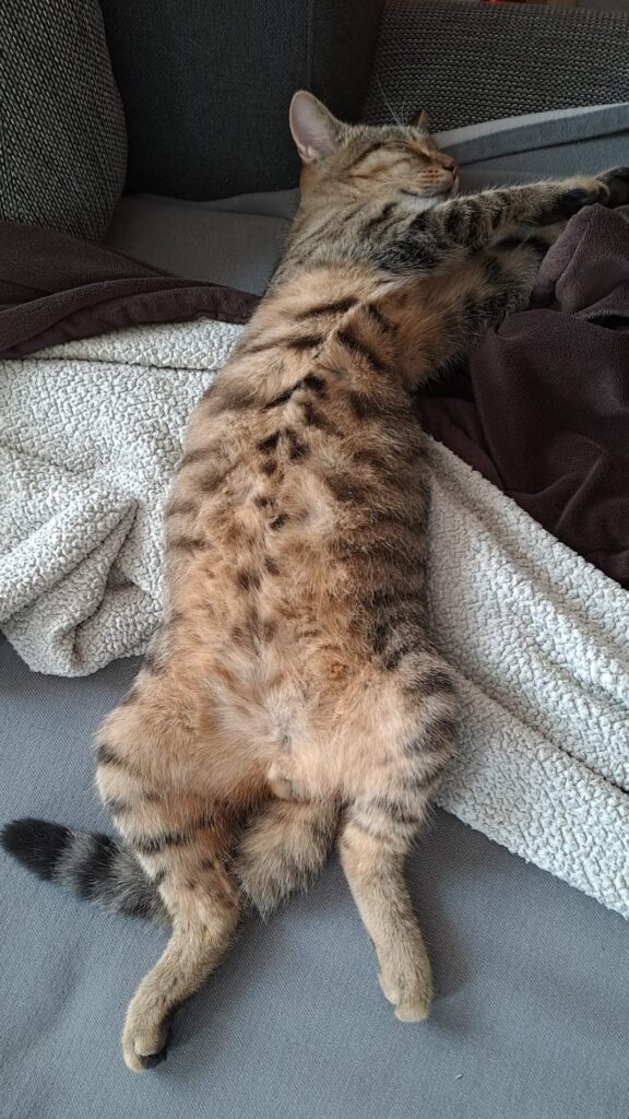 Rocky schläft