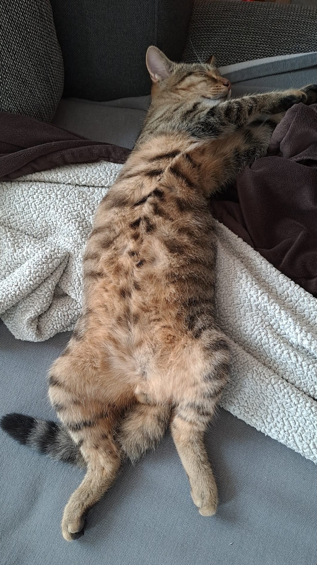 Rocky schläft