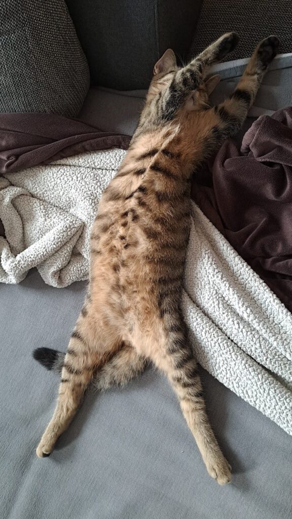 Rocky streckt sich