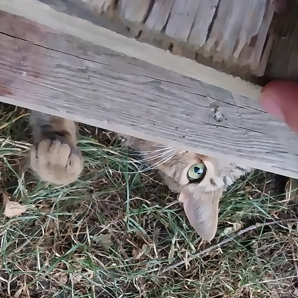 Rocky, versteckt
