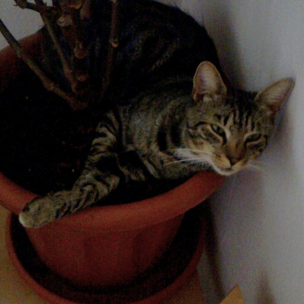 Ronny im Blumentopf