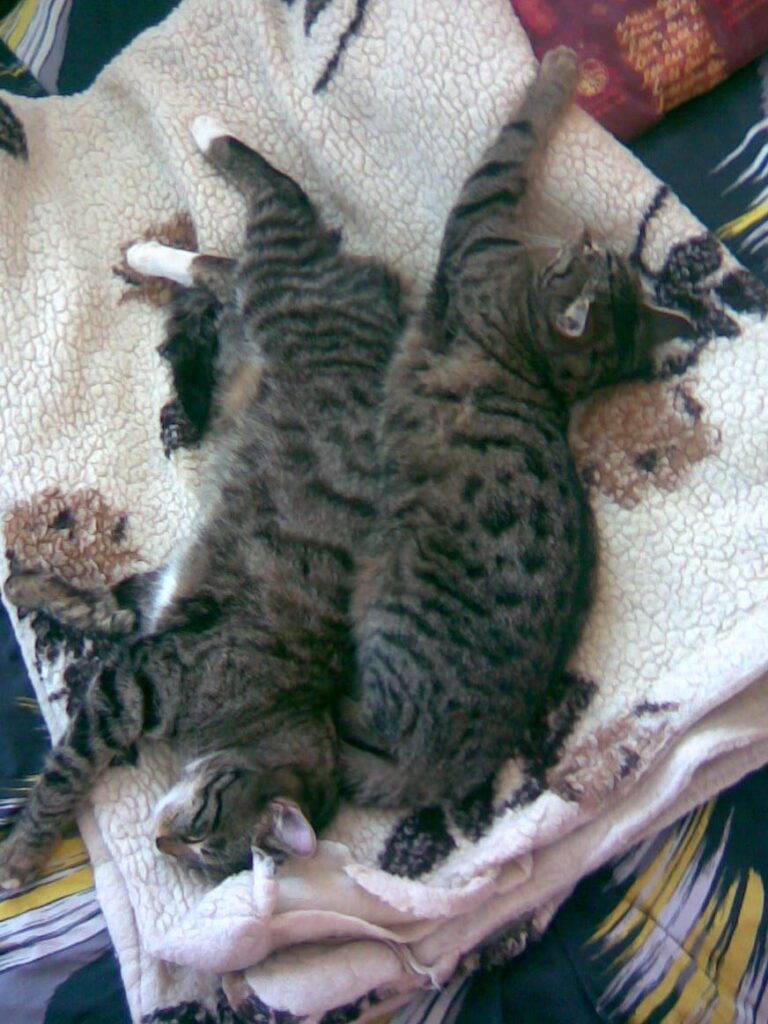 Ronny und Fee - Geschwisterliebe
