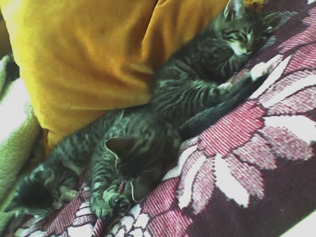 Ronny, Fee und Kilo auf der Couch