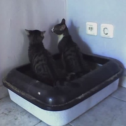 Ronny und Kilo gemeinsam auf dem Katzenklo