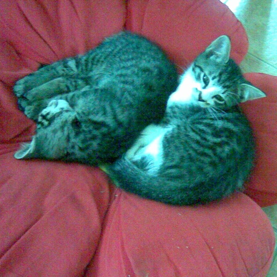 Fee und Kilo auf einem Blumenkissen