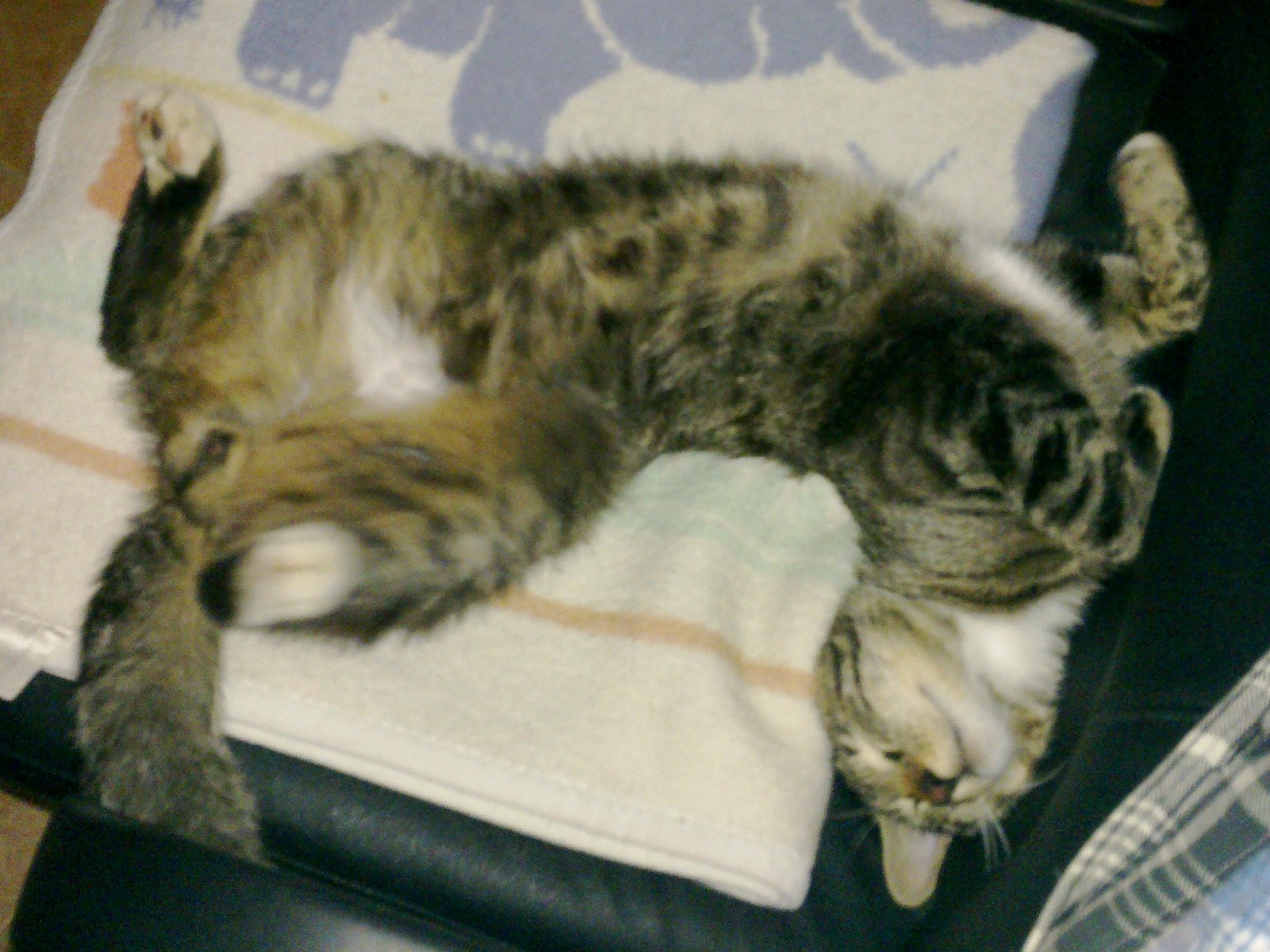 Ronny liegt auf dem Stuhl