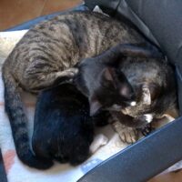Devil und Lucky auf dem Stuhl