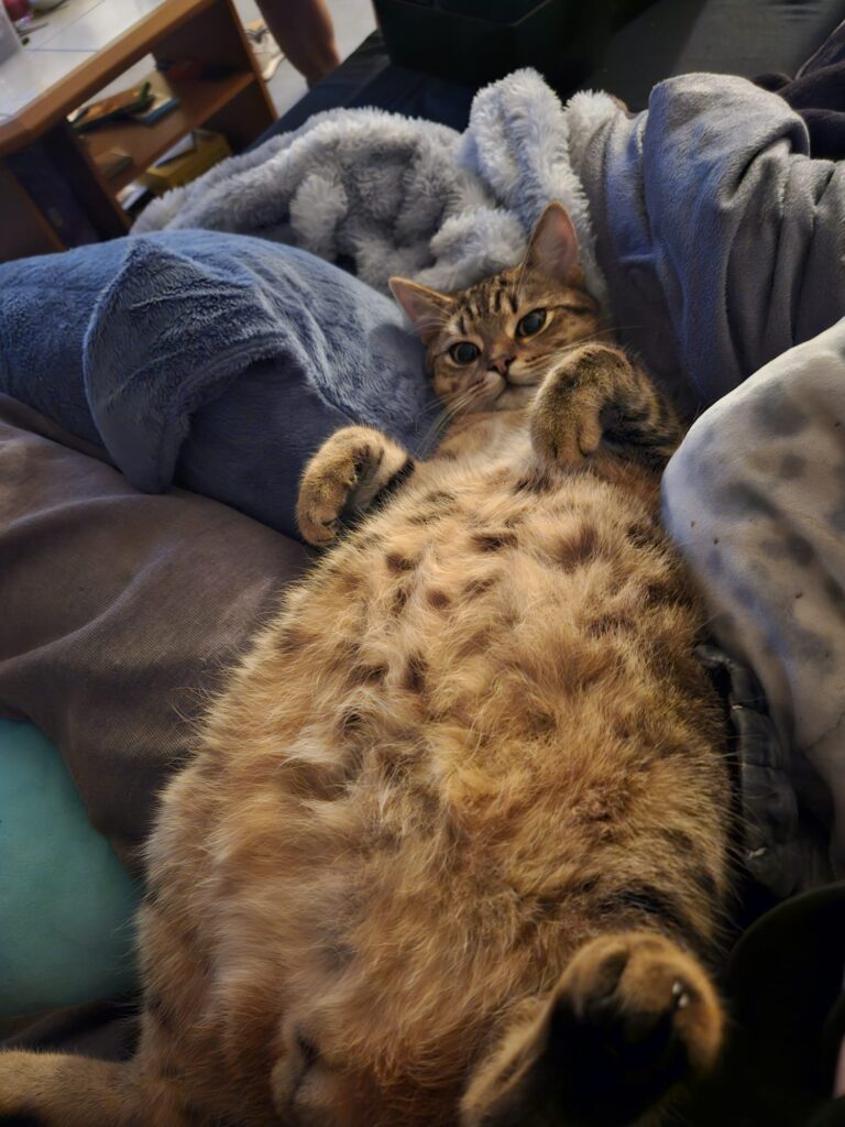 Simba ganz entspannt?