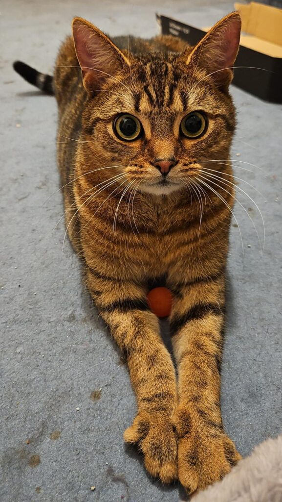 Simba, ganz konzentriert
