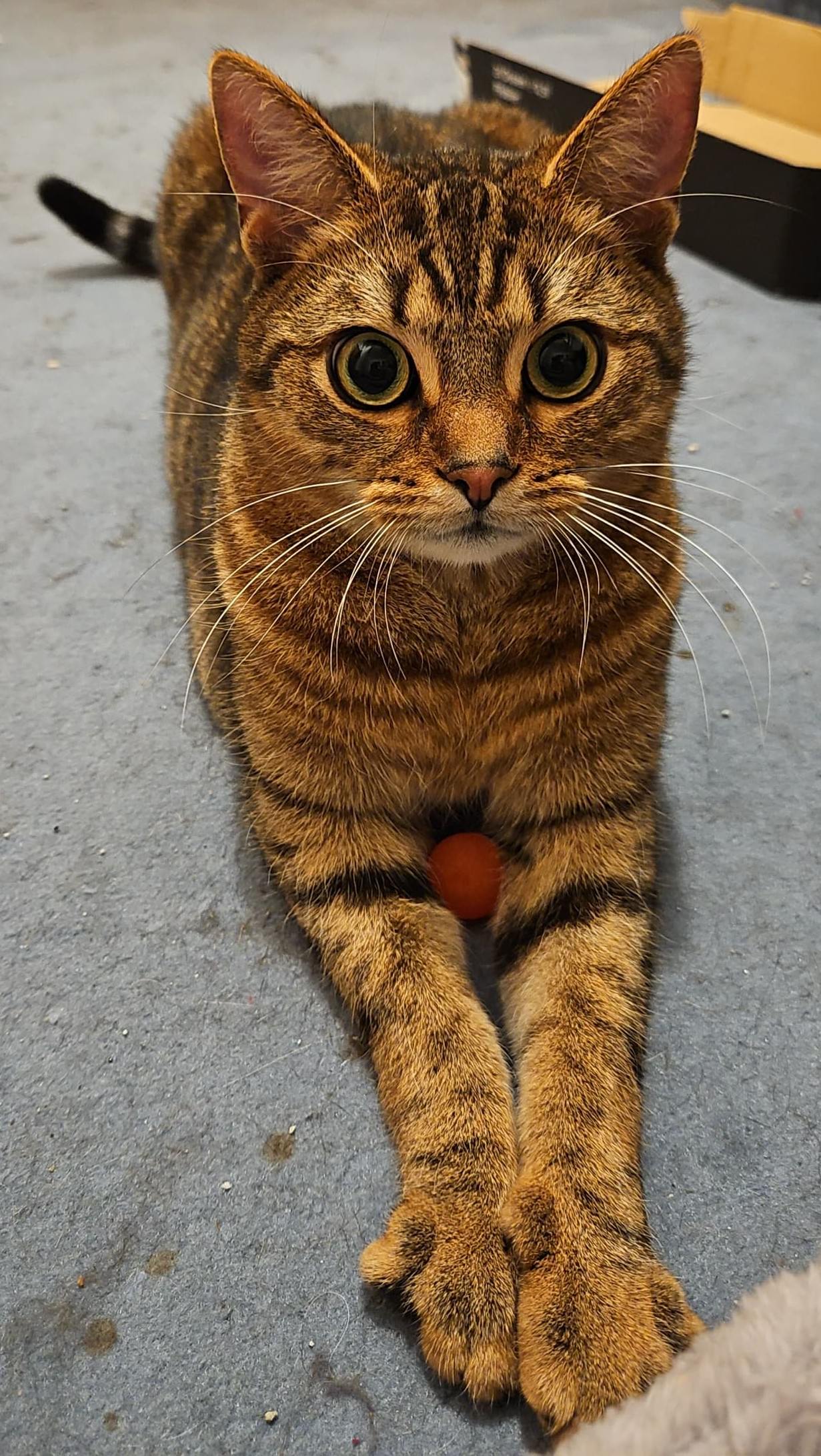 Simba, ganz konzentriert