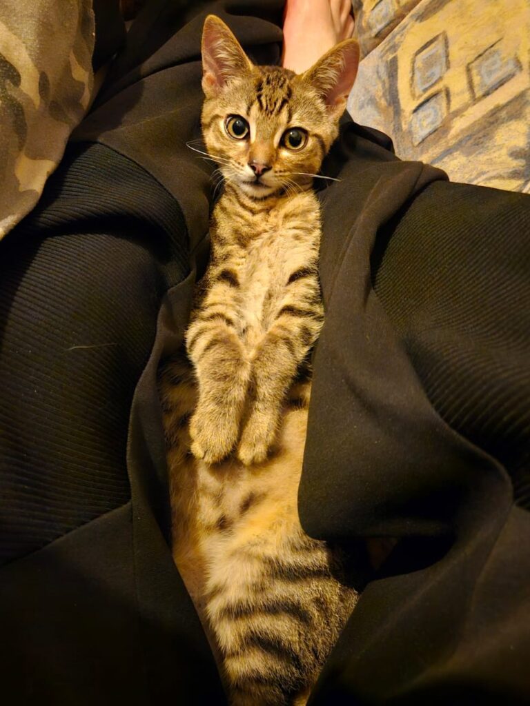 Simba, macht auf Top-Model