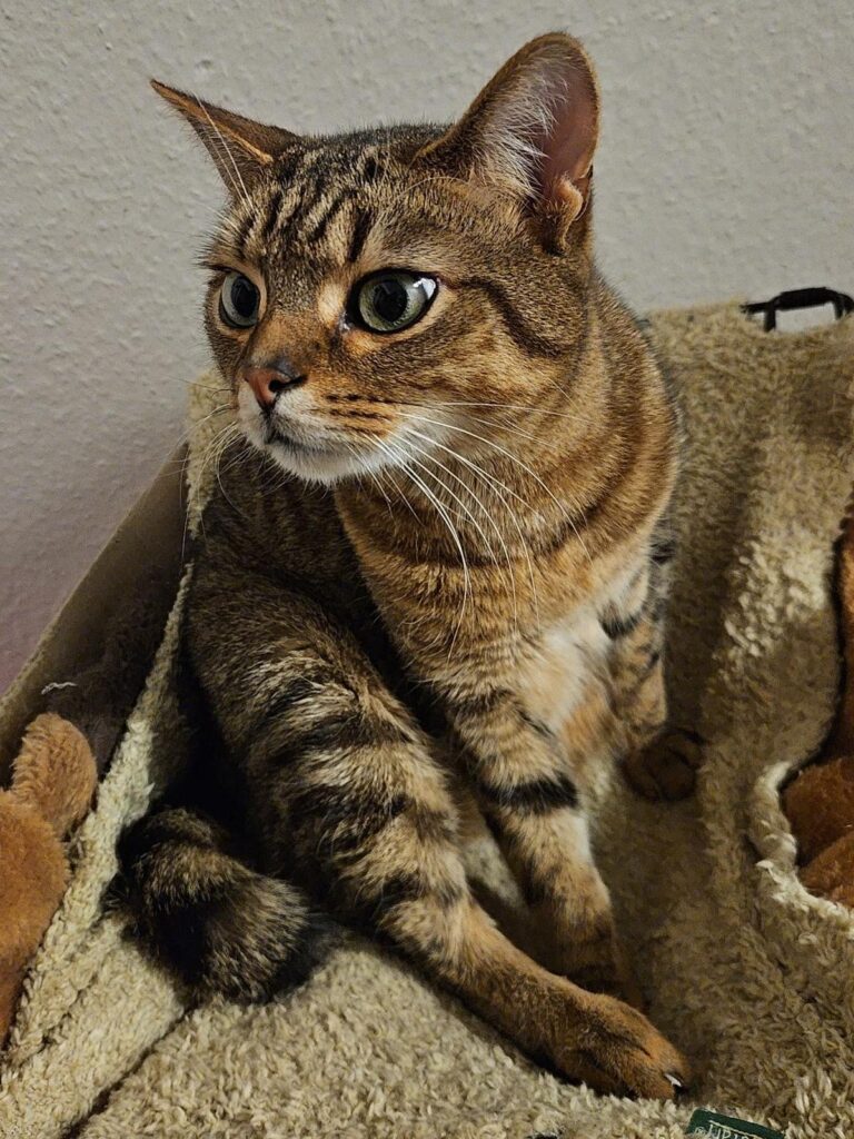 Simba, rötlich getigert