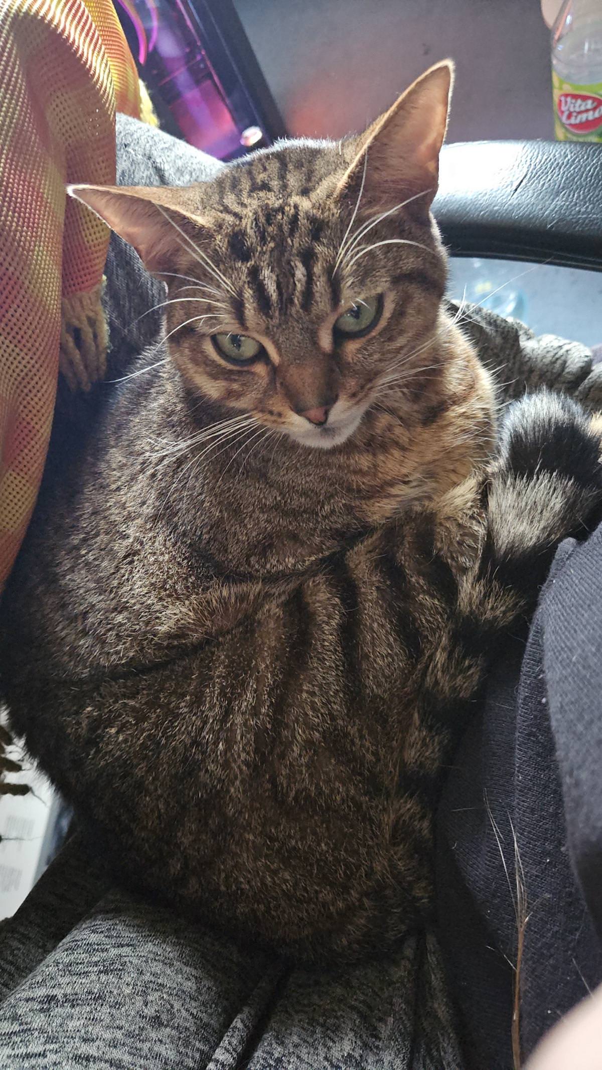 Simba träumt
