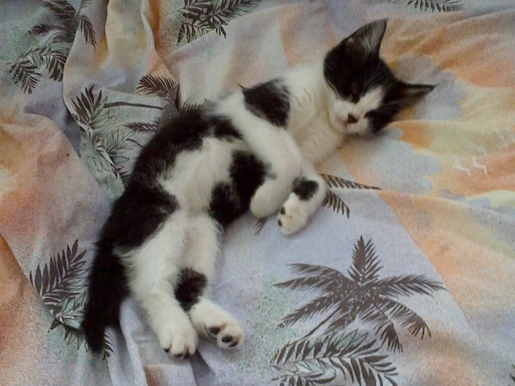 Tapsy liegt auf dem Bett