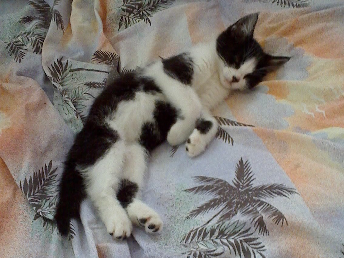 Tapsy liegt auf dem Bett