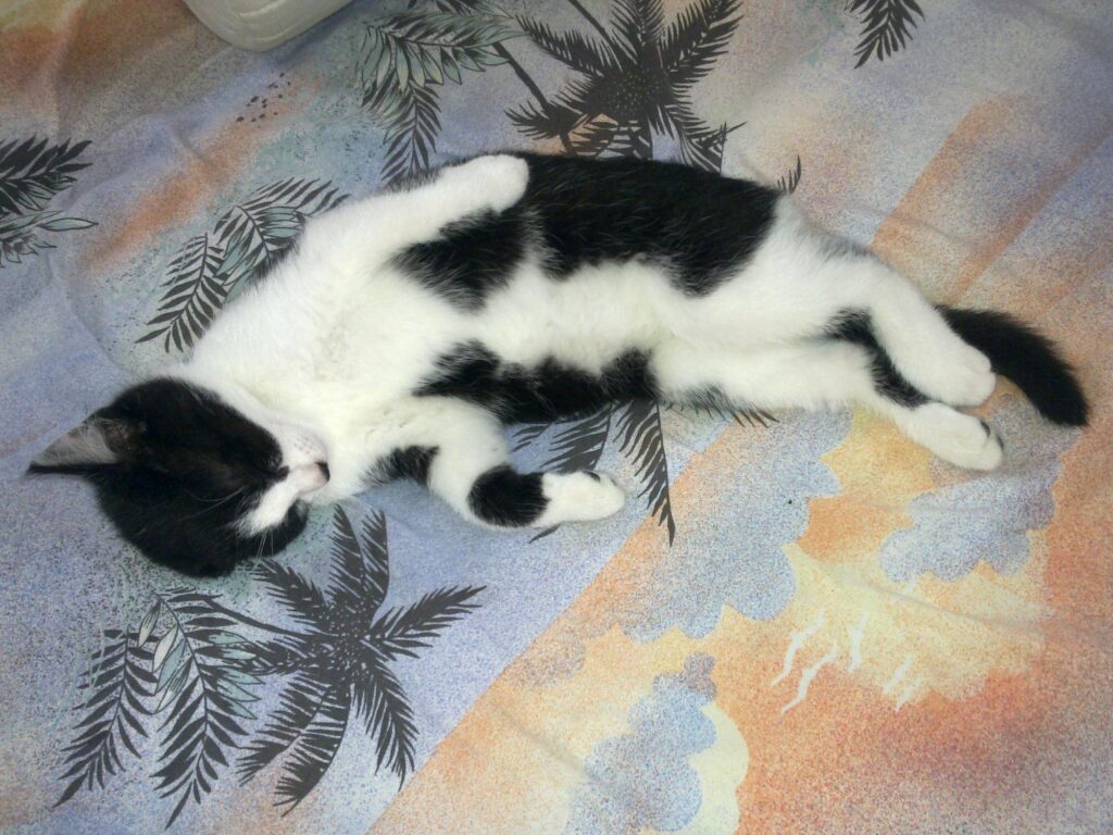 Tapsy liegt auf dem Bett