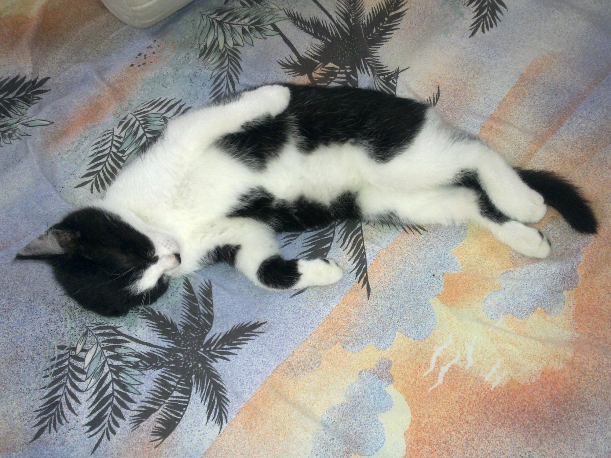 Tapsy liegt auf dem Bett