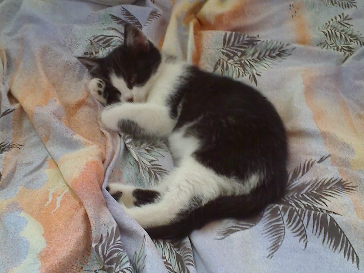 Tapsy liegt auf dem Bett