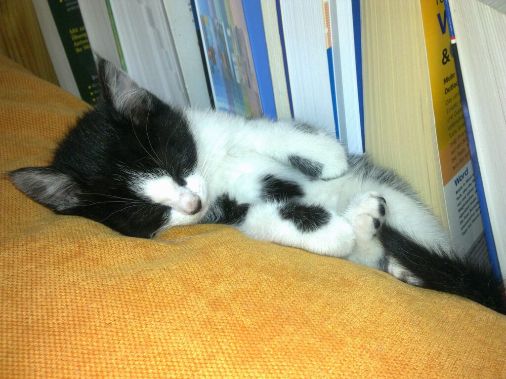 Tapsy lehnt an Büchern