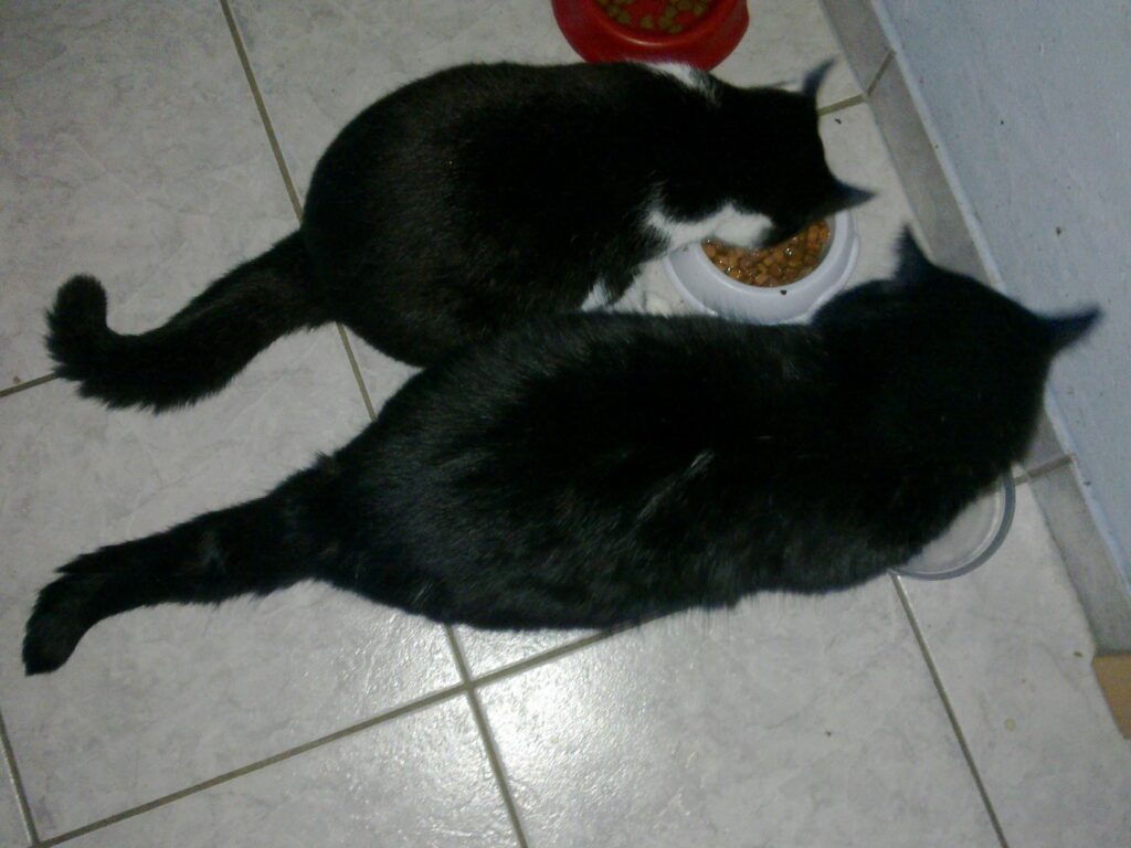 Tapsy und Sammy fressen