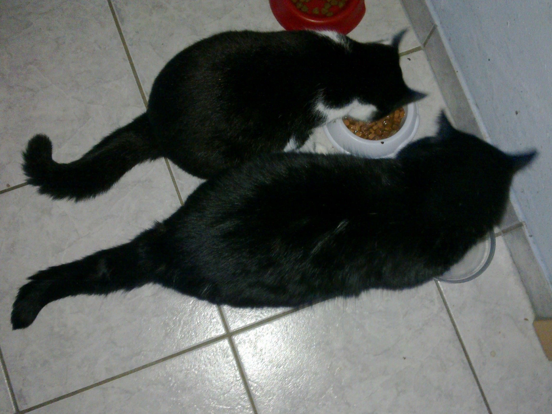 Tapsy und Sammy fressen